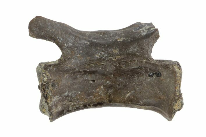 Permian Reptile Caudal Vertebra Fossil - Oklahoma #136356